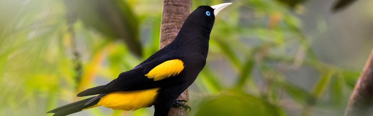 Yellow-rumped Cacique, Birding Ecuador, Bird watching Ecuador, Ecuador, South American Birds, Naturalist Journeys, Wildlife Tour, Wildlife Photography, Ecotourism, Specialty Birds, Endemic Birds, Birding Hotspot