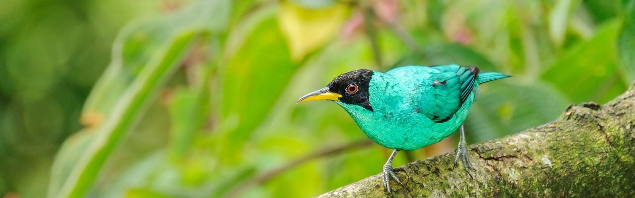 Birding Brazil, Bird Watching Atlantic Forest, South American Birds, Naturalist Journeys, Wildlife Tour, Wildlife Photography, Ecotourism, Specialty Birds, Endemic Birds, Birding Hotspot