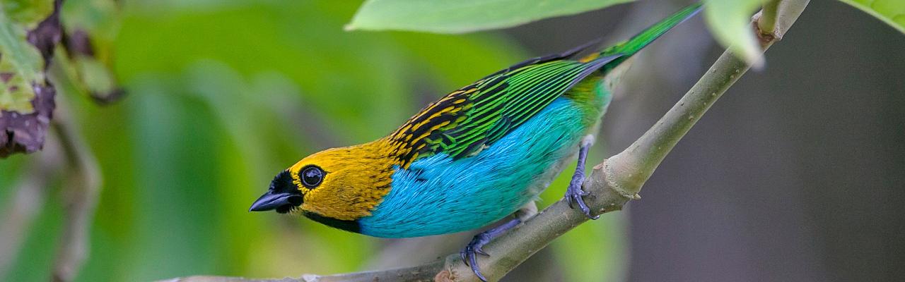 Birding Brazil, Bird Watching Atlantic Forest, South American Birds, Naturalist Journeys, Wildlife Tour, Wildlife Photography, Ecotourism, Specialty Birds, Endemic Birds, Birding Hotspot