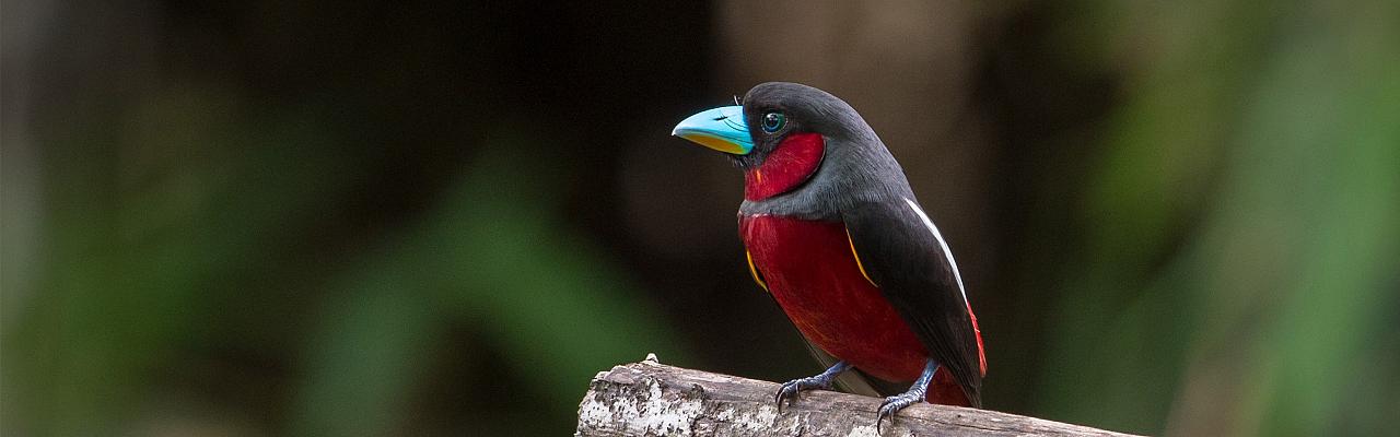 Thailand Birding and Nature tour Naturalist Journeys, Doi Inthanon National Park, Kaeng Krachan National Park, Black and Red Broadbill, Jason Thompson