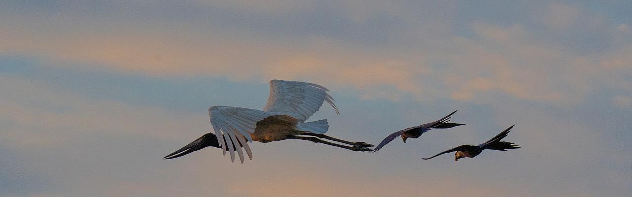 Jabiru, Birding Brazil, Bird watching Brazil, Brazil, South American Birds, Naturalist Journeys, Wildlife Tour, Wildlife Photography, Ecotourism, Specialty Birds, Endemic Birds, Birding Hotspot, Jaguar, Pantanal