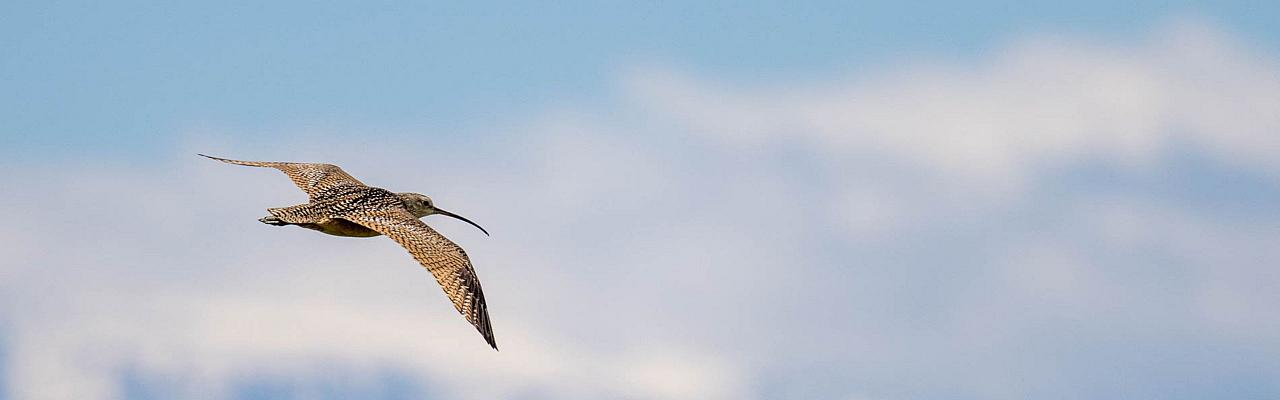 Birding Yellowstone, Birding North America, Bird watching Yellowstone, Wyoming, Nature Tour, Naturalist Journeys, Wildlife Tour, Wildlife Photography, Ecotourism, Specialty Birds, Birding Hotspot, Yellowstone National Park