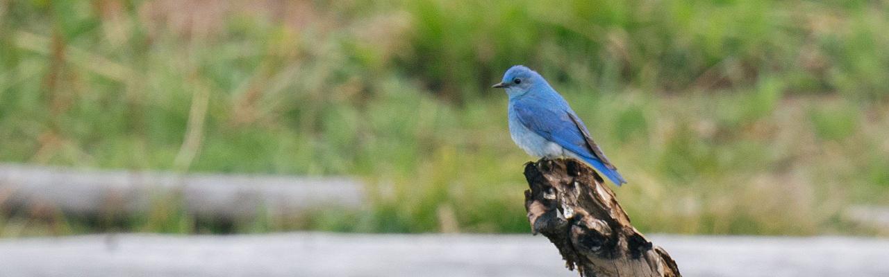 Birding Yellowstone, Birding North America, Bird watching Yellowstone, Wyoming, Nature Tour, Naturalist Journeys, Wildlife Tour, Wildlife Photography, Ecotourism, Specialty Birds, Birding Hotspot, Yellowstone National Park