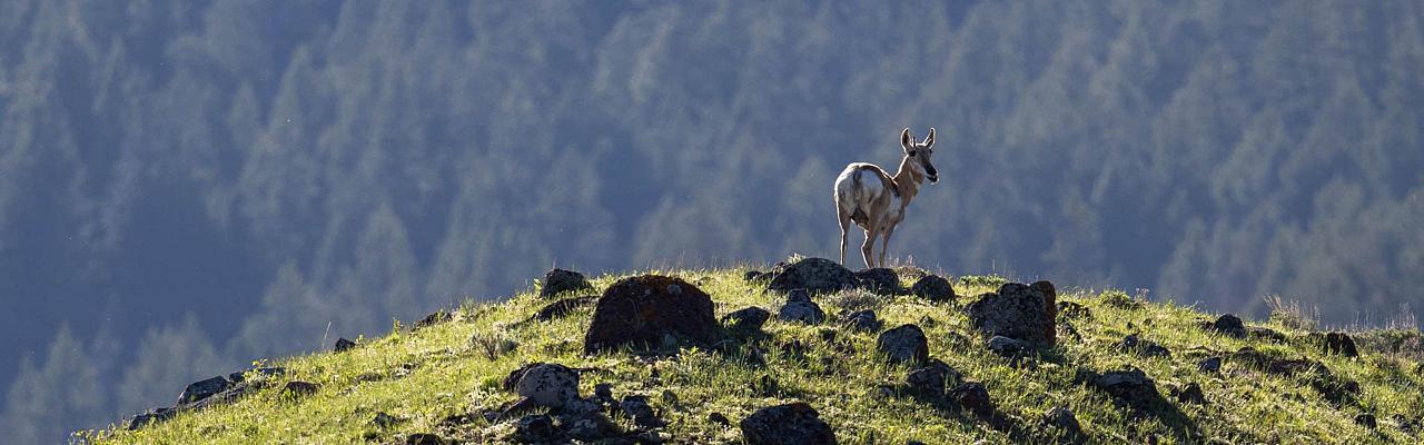 Birding Yellowstone, Birding North America, Bird watching Yellowstone, Wyoming, Nature Tour, Naturalist Journeys, Wildlife Tour, Wildlife Photography, Ecotourism, Specialty Birds, Birding Hotspot, Yellowstone National Park