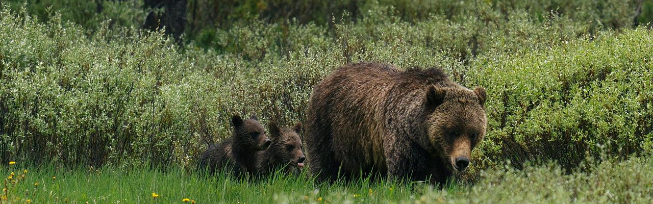 Birding Yellowstone, Birding North America, Bird watching Yellowstone, Wyoming, Nature Tour, Naturalist Journeys, Wildlife Tour, Wildlife Photography, Ecotourism, Specialty Birds, Birding Hotspot, Yellowstone National Park