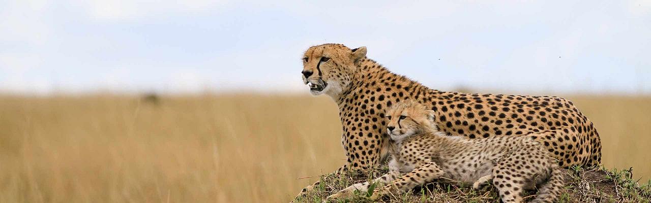 Cheetah, Birding Tanzania, Bird watching Tanzania, African birds, Naturalist Journeys, Wildlife Tour, Wildlife Photography, Ecotourism, Specialty Birds, Endemic Birds, Birding Hotspot, Ngorongoro Crater, Arusha National Park