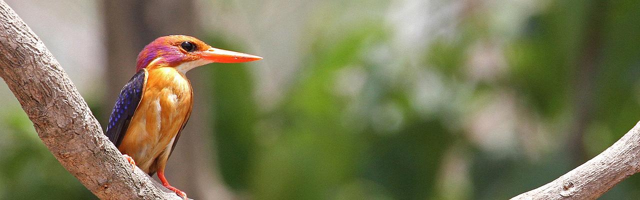 Africa Pygmy Kingfisher, by Gisela Gerson Lohman-Braun, Birding Tanzania, Bird watching Tanzania, African birds, Naturalist Journeys, Wildlife Tour, Wildlife Photography, Ecotourism, Specialty Birds, Endemic Birds, Birding Hotspot, Ngorongoro Crater, Arusha National Park