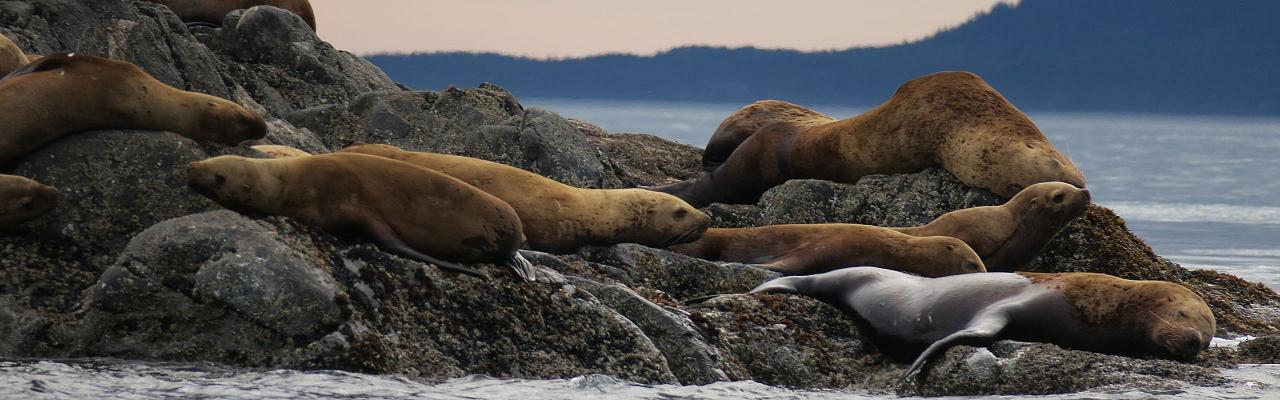 Birding Alaska, Bird Watching Alaska, Birding North America, Naturalist Journeys, Wildlife Tour, Wildlife Photography, Ecotourism, Specialty Birds, Endemic Birds, Birding Hotspot, Whale Watching