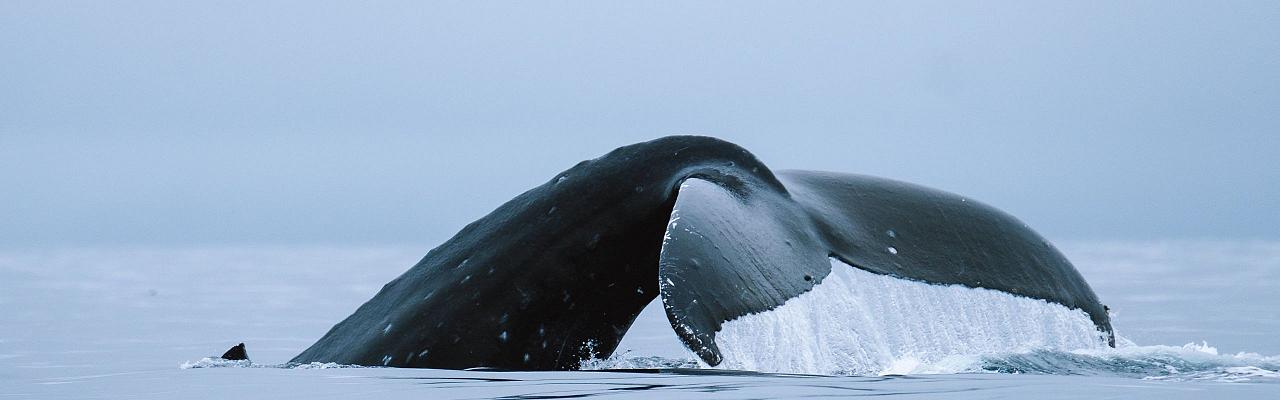 Birding Alaska, Bird Watching Alaska, Birding North America, Naturalist Journeys, Wildlife Tour, Wildlife Photography, Ecotourism, Specialty Birds, Endemic Birds, Birding Hotspot, Whale Watching