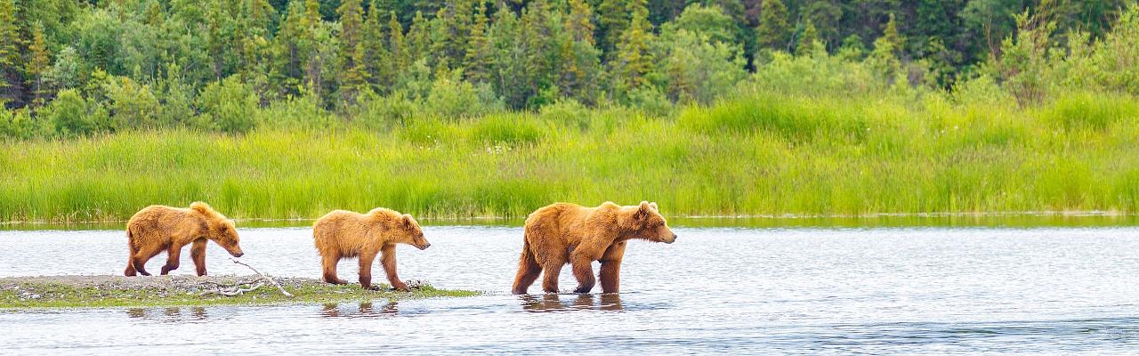 Birding Alaska, Bird Watching Alaska, Birding North America, Naturalist Journeys, Wildlife Tour, Wildlife Photography, Ecotourism, Specialty Birds, Endemic Birds, Birding Hotspot, Whale Watching