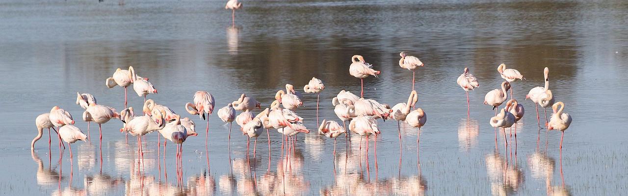 Birding Spain, Bird Watching Spain, European Birds, Naturalist Journeys, Wildlife Tour, Wildlife Photography, Ecotourism, Specialty Birds, Endemic Birds, Birding Hotspot