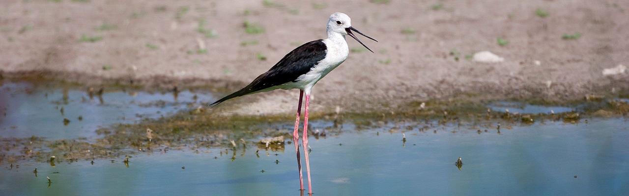 Birding Spain, Bird Watching Spain, European Birds, Naturalist Journeys, Wildlife Tour, Wildlife Photography, Ecotourism, Specialty Birds, Endemic Birds, Birding Hotspot