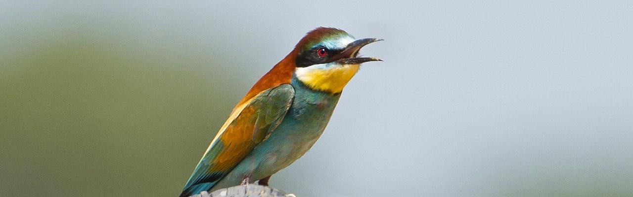 Birding Spain, Bird Watching Spain, European Birds, Naturalist Journeys, Wildlife Tour, Wildlife Photography, Ecotourism, Specialty Birds, Endemic Birds, Birding Hotspot