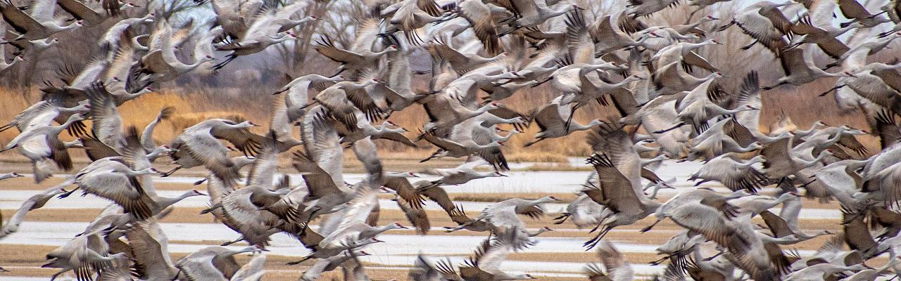 Birding Nebraska, Platte River, Bird watching Nebraska, Audubon Rowe Sanctuary, Naturalist Journeys, Wildlife Tour, Wildlife Photography, Ecotourism, Specialty Birds, Birding Hotspot, Sandhill Cranes