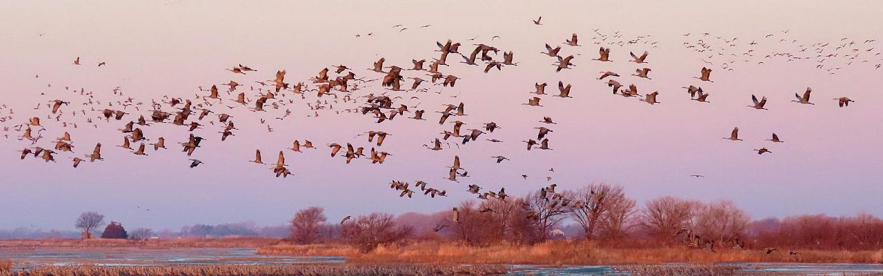 Birding Nebraska, Platte River, Bird watching Nebraska, Audubon Rowe Sanctuary, Naturalist Journeys, Wildlife Tour, Wildlife Photography, Ecotourism, Specialty Birds, Birding Hotspot, Sandhill Cranes