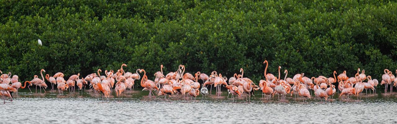 Birding Trinidad, Bird watching Trinidad, South American birds, Naturalist Journeys, Wildlife Tour, Wildlife Photography, Ecotourism, Specialty Birds, Endemic Birds, Birding Hotspot, Asa Wright Nature Center