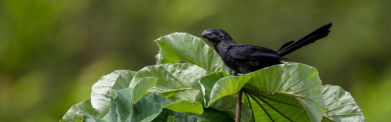 Birding Trinidad, Bird watching Trinidad, South American birds, Naturalist Journeys, Wildlife Tour, Wildlife Photography, Ecotourism, Specialty Birds, Endemic Birds, Birding Hotspot, Asa Wright Nature Center