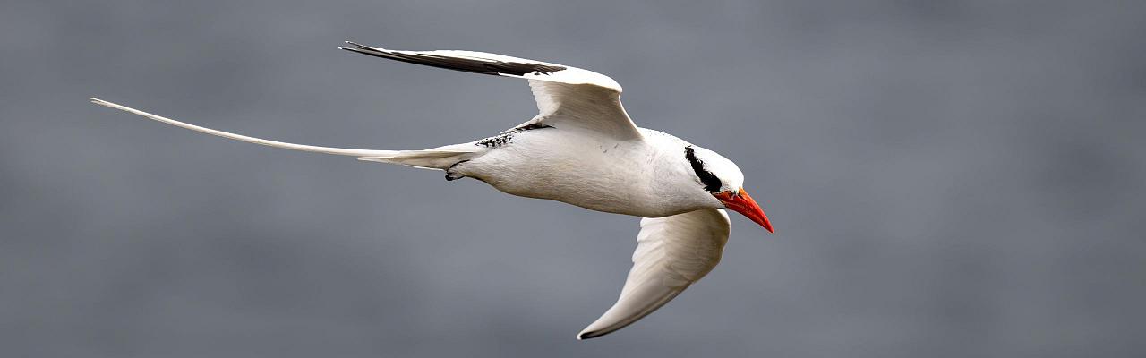 Birding Trinidad, Bird watching Trinidad, South American birds, Naturalist Journeys, Wildlife Tour, Wildlife Photography, Ecotourism, Specialty Birds, Endemic Birds, Birding Hotspot, Asa Wright Nature Center