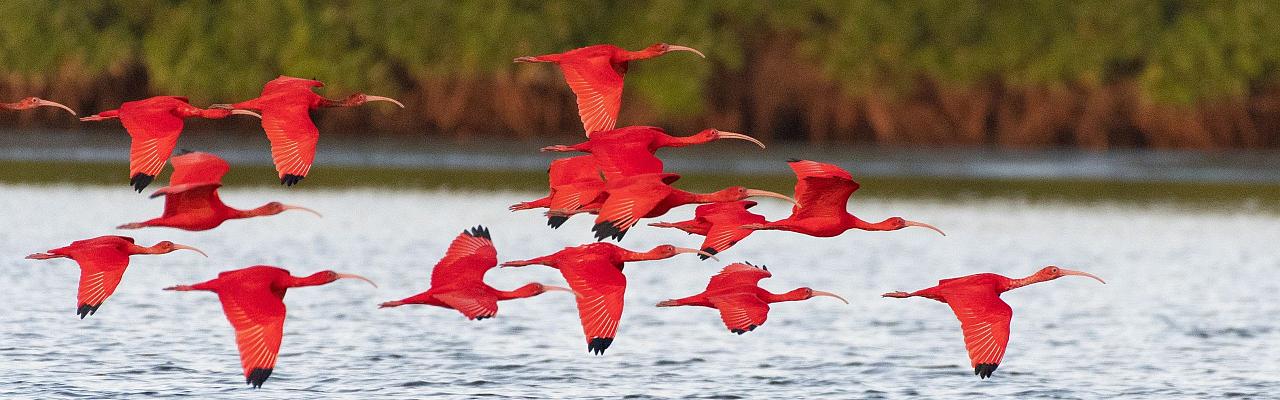 Birding Trinidad, Bird watching Trinidad, South American birds, Naturalist Journeys, Wildlife Tour, Wildlife Photography, Ecotourism, Specialty Birds, Endemic Birds, Birding Hotspot, Asa Wright Nature Center