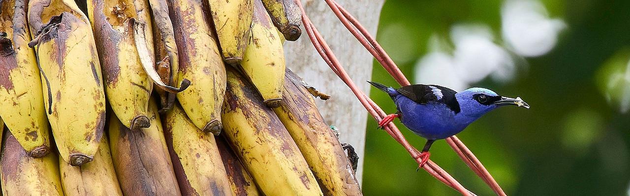 Birding Panama, Bird watching Panama, Panama Nature Tour, Tranquilo Bay, Naturalist Journeys, Wildlife Tour, Wildlife Photography, Ecotourism, Specialty Birds, Birding Hotspot