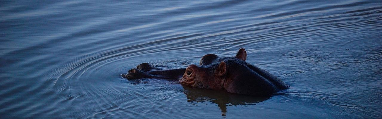 Birding Hippo, Zimbabwe, Bird watching Zambia, Africa, African Safari Journeys, Wildlife Tour, Wildlife Photography, Ecotourism, Specialty Birds, Birding Hotspot