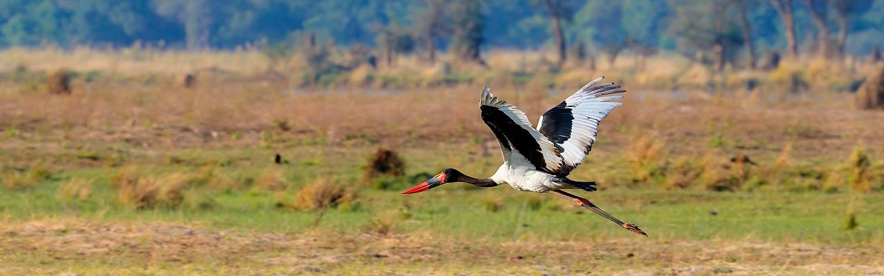 Birding Zimbabwe, Bird watching Zambia, Africa, African Safari Journeys, Wildlife Tour, Wildlife Photography, Ecotourism, Specialty Birds, Birding Hotspot