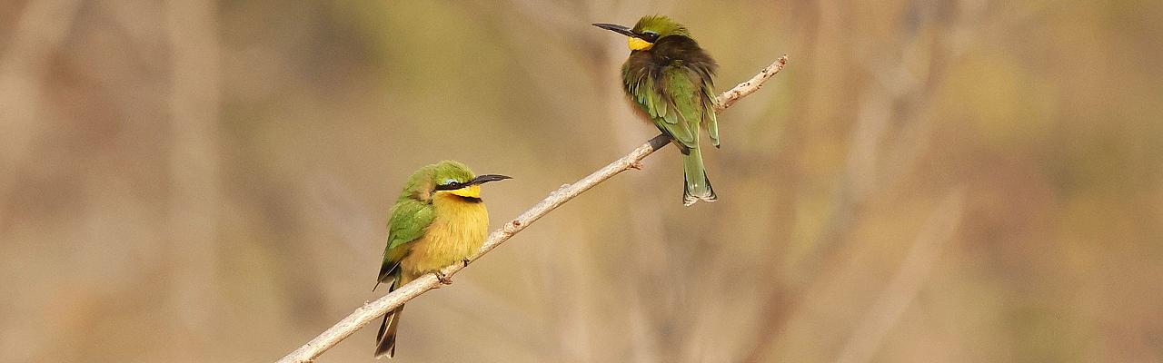 Birding Zambia, Africa, African Safari Journeys, Wildlife Tour, Wildlife Photography, Ecotourism, Specialty Birds, Birding Hotspot