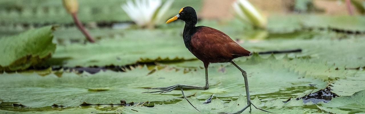 Birding Mexico, Birding North America, Bird watching Mexico, Alamos, Nature Tour, Naturalist Journeys, Wildlife Tour, Wildlife Photography, Ecotourism, Specialty Birds, Birding Hotspot, Sea of Cortez