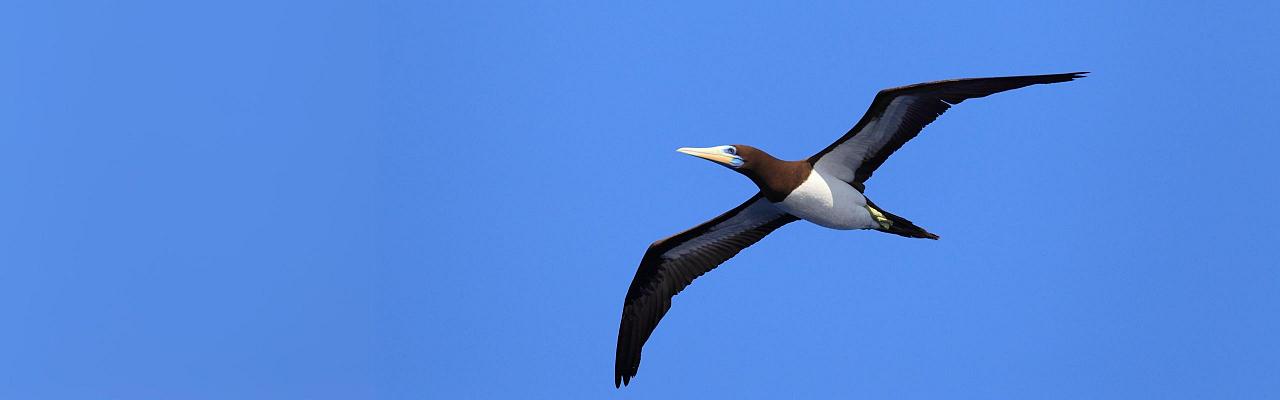 Birding Mexico, Birding North America, Bird watching Mexico, Alamos, Nature Tour, Naturalist Journeys, Wildlife Tour, Wildlife Photography, Ecotourism, Specialty Birds, Birding Hotspot, Sea of Cortez