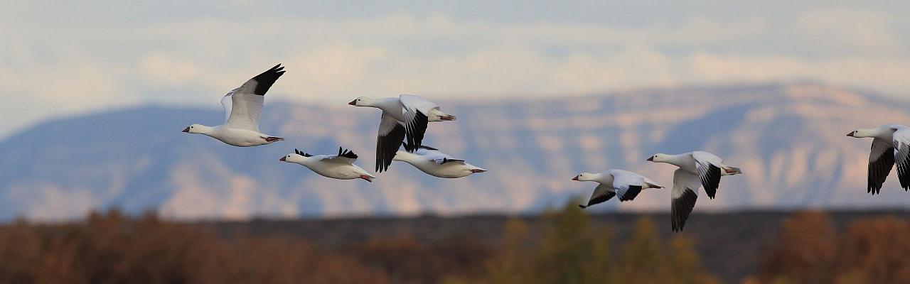 New Mexico, New Mexico Wildlife, Wildlife Tour, Photography, Birdwatching, Santa Fe, Albuquerque, Taos, Bosque del Apache, Pueblos, Culture & Crafts