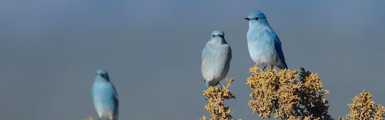 New Mexico, New Mexico Wildlife, Wildlife Tour, Photography, Birdwatching, Santa Fe, Albuquerque, Taos, Bosque del Apache, Pueblos, Culture & Crafts