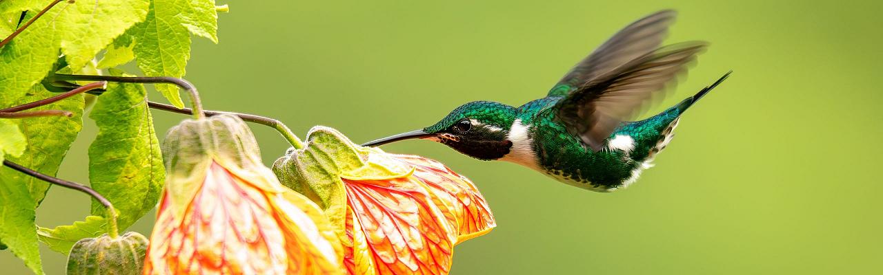 Birding Colombia, Bird watching South America, Nature Tour, Naturalist Journeys, Wildlife Tour, Wildlife Photography, Ecotourism, Specialty Birds, Birding Hotspot, Endemic Birds