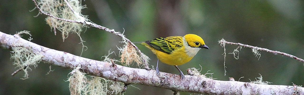 Birding Colombia, Bird watching South America, Nature Tour, Naturalist Journeys, Wildlife Tour, Wildlife Photography, Ecotourism, Specialty Birds, Birding Hotspot, Endemic Birds