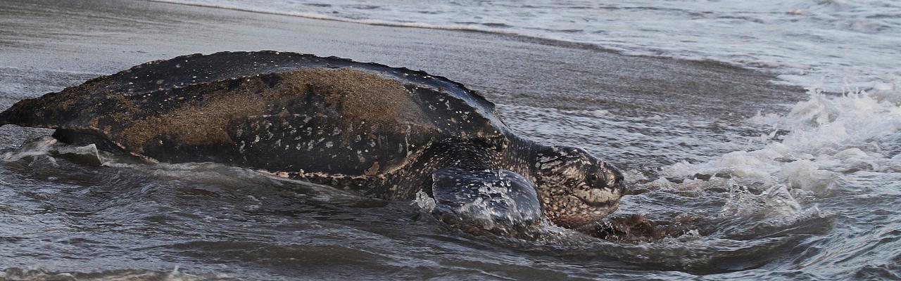 Leatherback Turtle, Trinidad, Trinidad & Tobago, Trinidad Birding Tour, Trinidad Birding & Nature, Naturalist Journeys, Caligo Ventures, Tobago Birding, Tobago Birding & nature