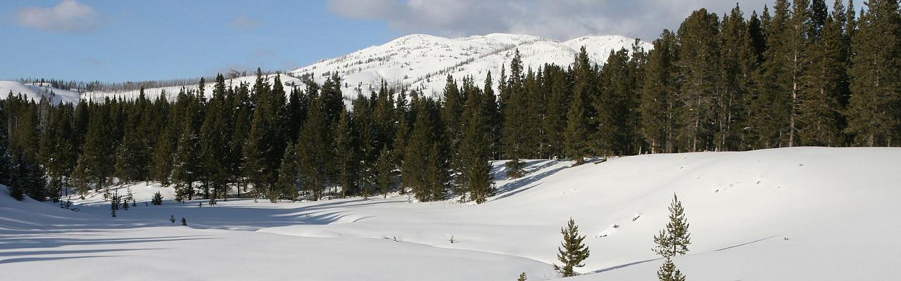 Birding Yellowstone, Wolf Watching Yellowstone, National Park, Naturalist Journeys, Wildlife Tour, Wildlife Photography, Ecotourism, Specialty Birds, Yellowstone National Park