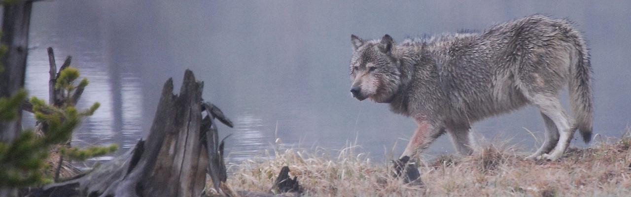 Wolf, Birding Yellowstone, Wolf Watching Yellowstone, National Park, Naturalist Journeys, Wildlife Tour, Wildlife Photography, Ecotourism, Specialty Birds, Yellowstone National Park