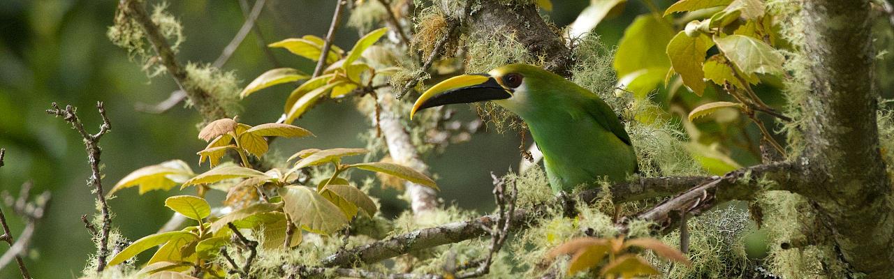 Emerald Toucanet, Birding Mexico, Bird watching Mexico, Oaxaca, Mexico, North American Birds, Naturalist Journeys, Wildlife Tour, Wildlife Photography, Ecotourism, Specialty Birds, Endemic Birds, Birding Hotspot 