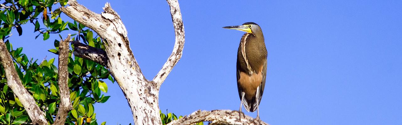 Tiger Heron, Birding Honduras, Bird Watching Honduras, Central American Birds, Naturalist Journeys, Wildlife Tour, Wildlife Photography, Ecotourism, Specialty Birds, Endemic Birds, Birding Hotspot, Copan Ruins, Maya Ruins