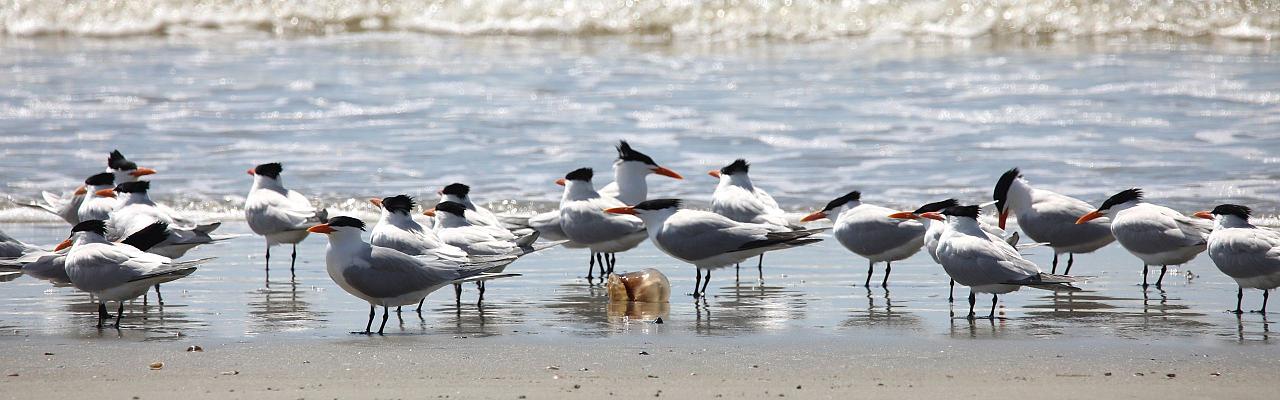 Birding Georgia, Bird Watching Georgia, North American Birds, Naturalist Journeys, Wildlife Tour, Wildlife Photography, Ecotourism, Specialty Birds, Endemic Birds, Birding Hotspot, Migration, Little St. Simons Island