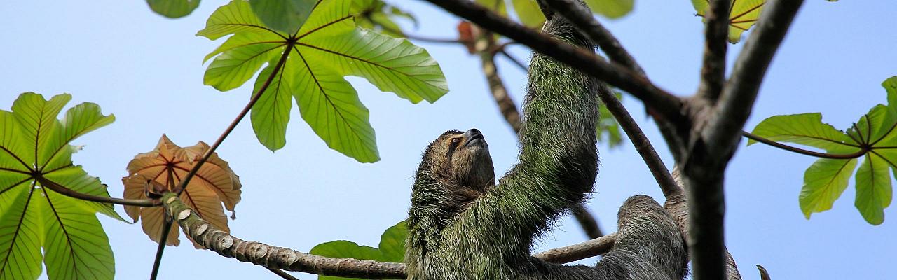 Birding Panama, Bird watching Western Panama, Panama Nature Tour, Tranquilo Bay, Naturalist Journeys, Wildlife Tour, Wildlife Photography, Ecotourism, Specialty Birds, Birding Hotspot