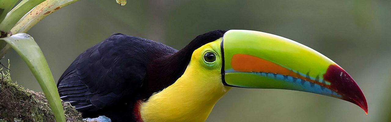 Keel-billed Toucan, Tikal, Guatemala, Guatemala Nature Tour, Guatemala Birding Tour, Birding Tikal, Naturalist Journeys