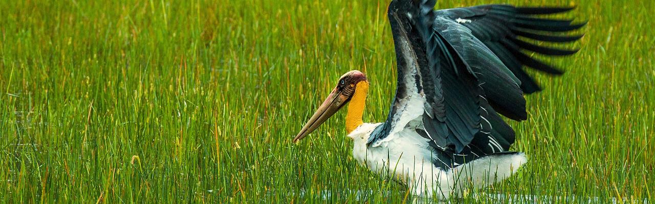 Birding Sri Lanka, Bird Watching Sri Lanka, Birding Asia, Naturalist Journeys, Wildlife Tour, Wildlife Photography, Ecotourism, Specialty Birds, Endemic Birds, Birding Hotspot, Yala National Park, Udawalawe National Park