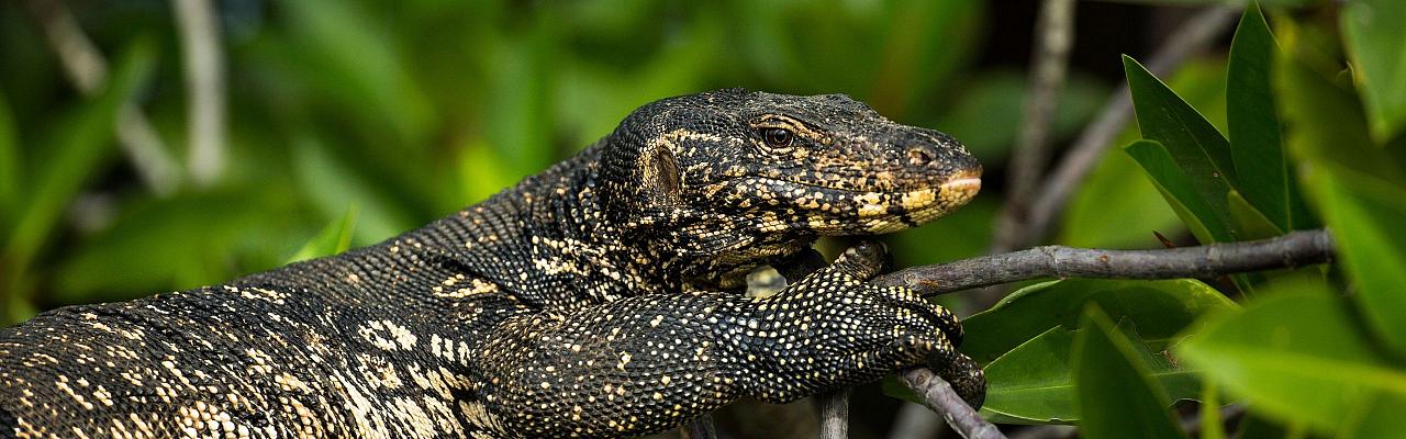 Birding Sri Lanka, Bird Watching Sri Lanka, Birding Asia, Naturalist Journeys, Wildlife Tour, Wildlife Photography, Ecotourism, Specialty Birds, Endemic Birds, Birding Hotspot, Yala National Park, Udawalawe National Park