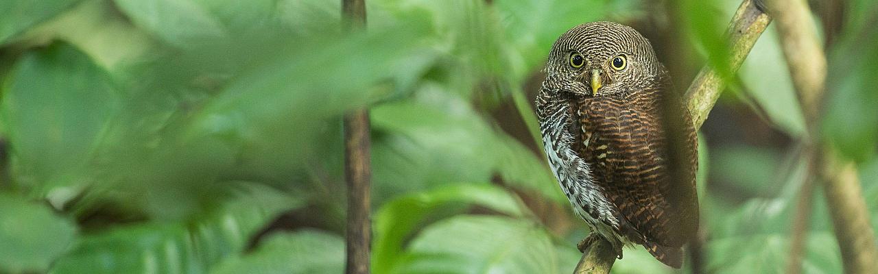 Birding Sri Lanka, Bird Watching Sri Lanka, Birding Asia, Naturalist Journeys, Wildlife Tour, Wildlife Photography, Ecotourism, Specialty Birds, Endemic Birds, Birding Hotspot, Yala National Park, Udawalawe National Park