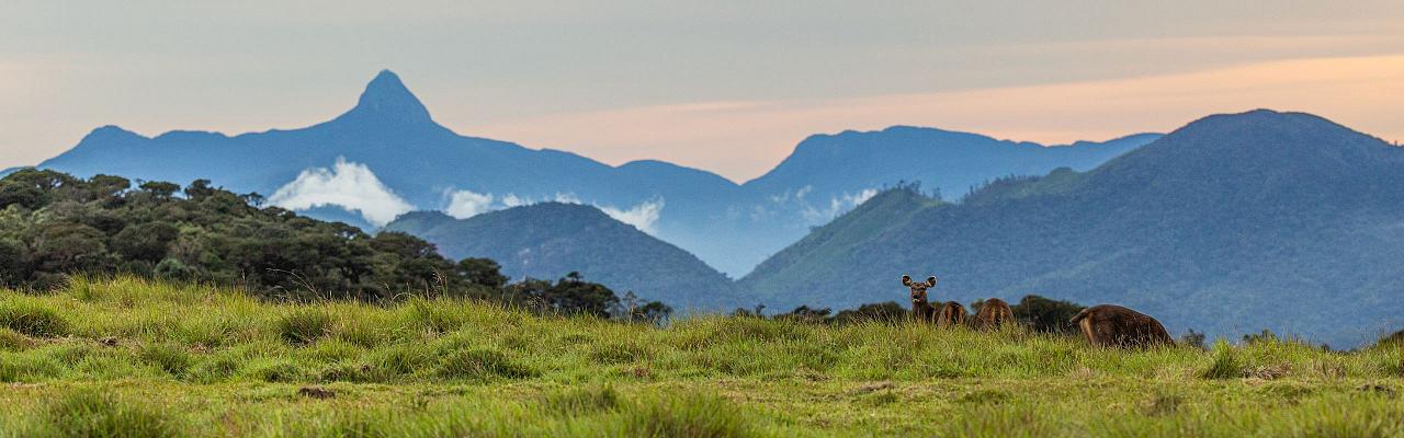 Birding Sri Lanka, Bird Watching Sri Lanka, Birding Asia, Naturalist Journeys, Wildlife Tour, Wildlife Photography, Ecotourism, Specialty Birds, Endemic Birds, Birding Hotspot, Yala National Park, Udawalawe National Park