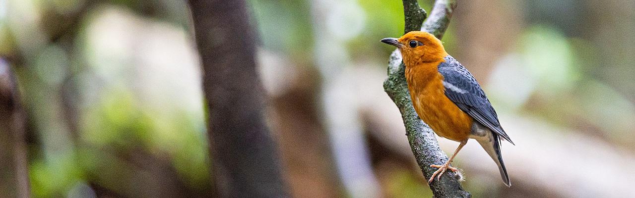 Birding Sri Lanka, Bird Watching Sri Lanka, Birding Asia, Naturalist Journeys, Wildlife Tour, Wildlife Photography, Ecotourism, Specialty Birds, Endemic Birds, Birding Hotspot, Yala National Park, Udawalawe National Park