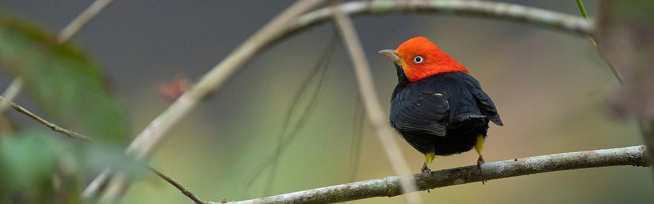 Birding Panama, Bird watching Panama, Panama Nature Tour, Naturalist Journeys, Wildlife Tour, Wildlife Photography, Ecotourism, Specialty Birds, Birding Hotspot