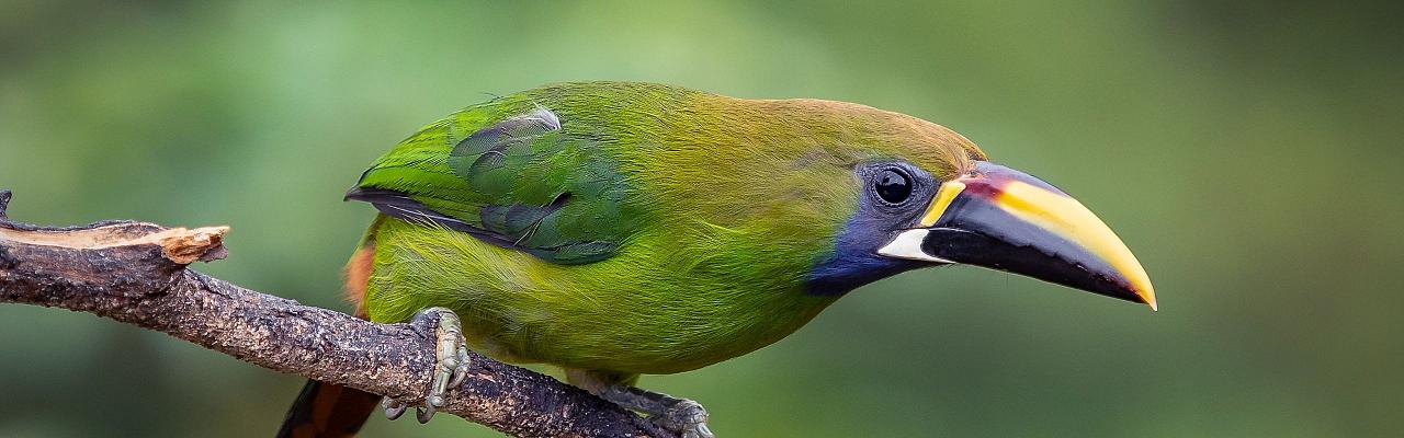 Birding Panama, Bird watching Panama, Panama Nature Tour, Tranquilo Bay, Naturalist Journeys, Wildlife Tour, Wildlife Photography, Ecotourism, Specialty Birds, Birding Hotspot