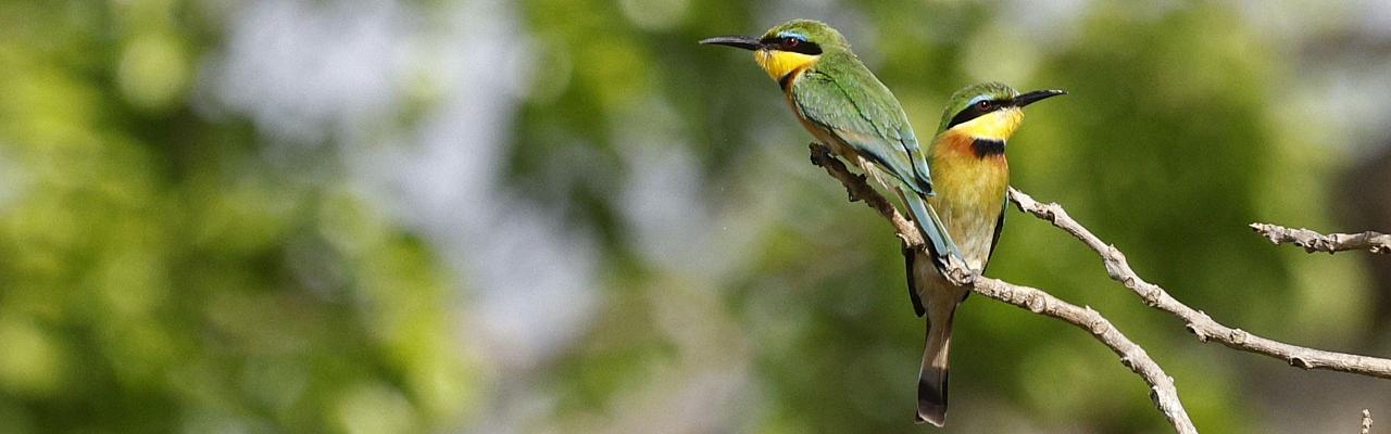 Birding Tanzania, Birding Africa, Southern Tanzania, Naturalist Journeys, Wildlife Tour, Wildlife Photography, Ecotourism, Specialty Birds, Endemic Birds, Birding Hotspot 