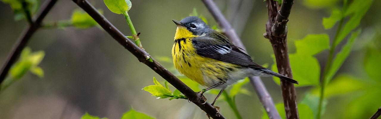 Birding Florida, Bird Watching Florida, North American Birds, Naturalist Journeys, Wildlife Tour, Wildlife Photography, Ecotourism, Specialty Birds, Endemic Birds, Birding Hotspot, Migration, Little St. Simons Island